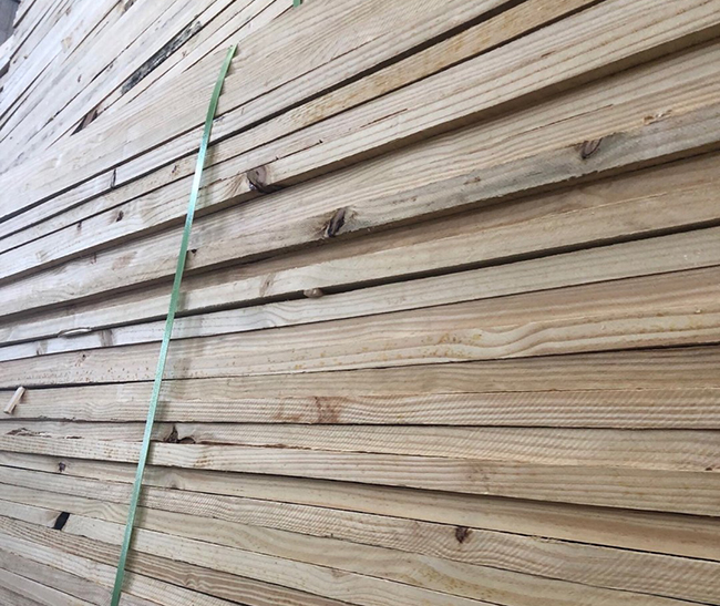 焉耆巴西松